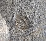 Ogyginus corndensis (MURCHISON 1839) - Bild © FossNet FossilienStore